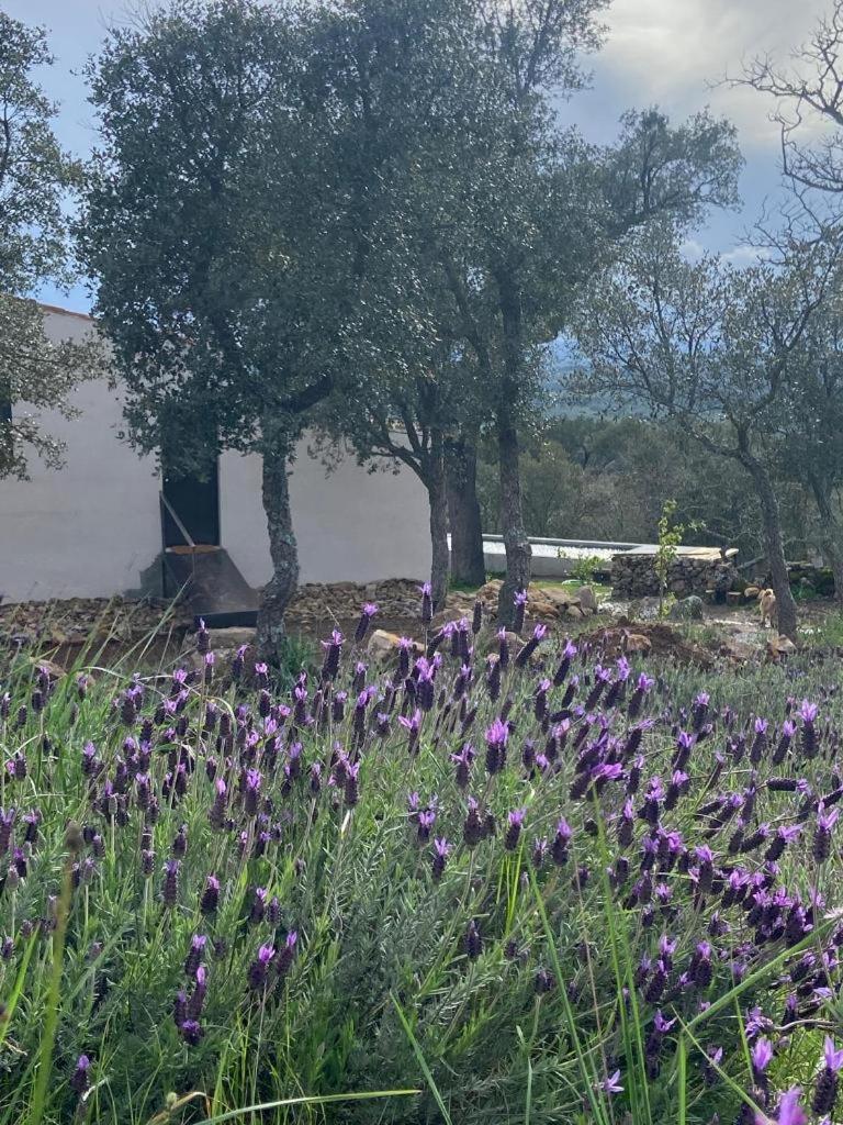 Casa da Vigia Marvão Exterior foto